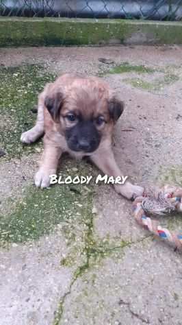 Bloody Mary cucciola