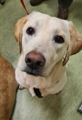 Blu, cucciola LABRADOR dolcissima