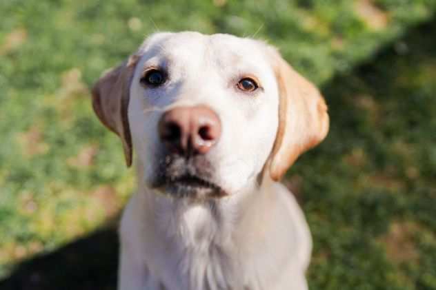 Blu, cucciola LABRADOR dolcissima