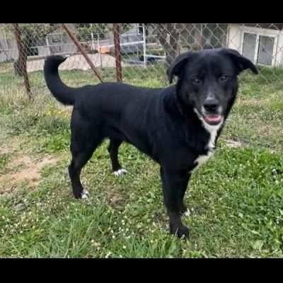 BO, CAGNOLINA IN ADOZIONE