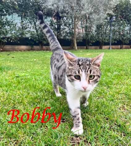 BOBBY, tenero gatto in adozione