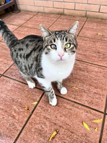 BOBBY, tenero gatto in adozione