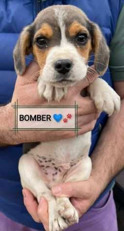 BOMBER in adozione.