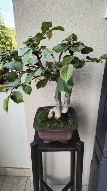 BONSAI KIFU DI NOCCIOLO