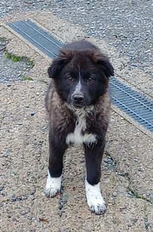 Border collie