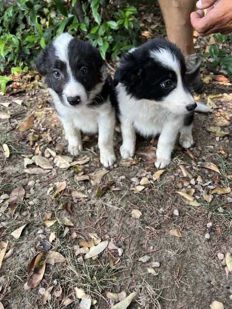 Border Collie