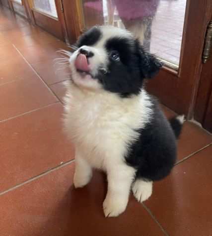 Border Collie cuccioli