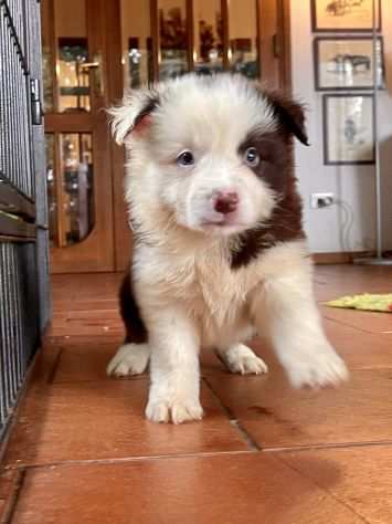 Border Collie cuccioli