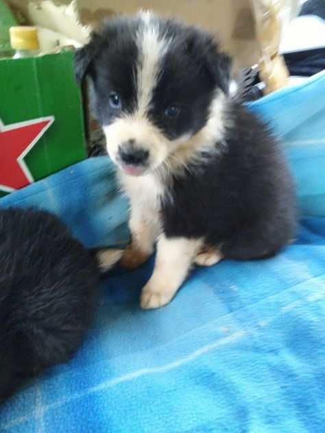 Border collie cuccioli con pedigree