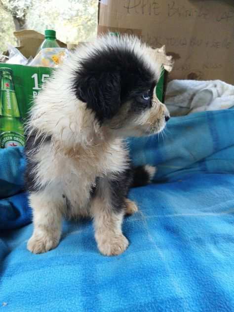 Border collie cuccioli con pedigree