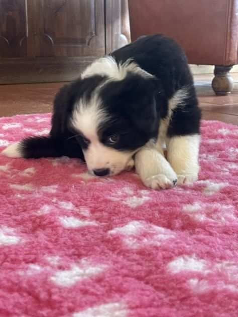 Border collie cuccioli di alta genealogia