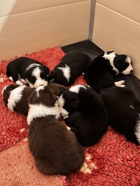 Border collie cuccioli di alta genealogia