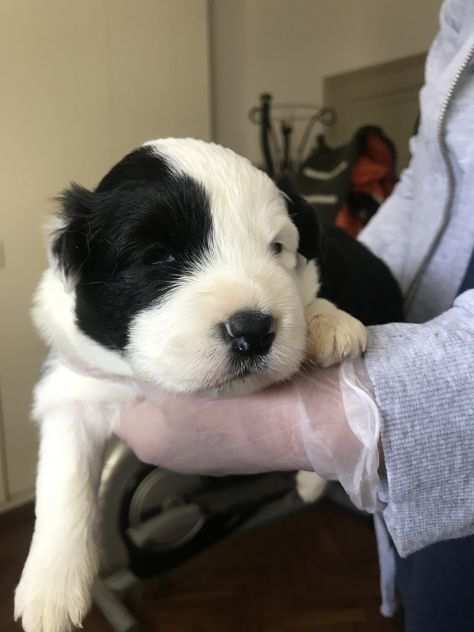 Border Collie cuccioli di alta genealogia