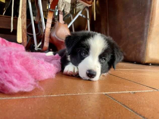 Border collie cuccioli di alta genealogia