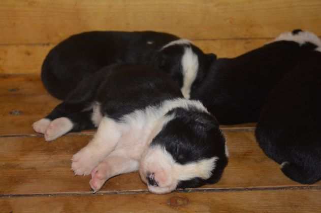 Border collie cuccioli di alta genealogia