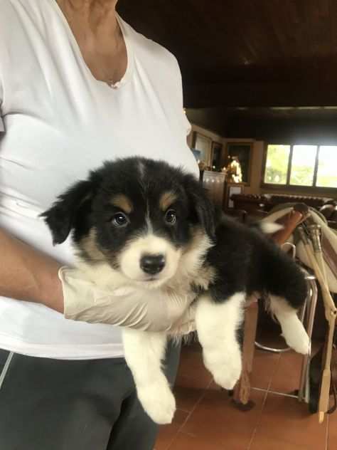 Border collie cuccioli di alta genealogia