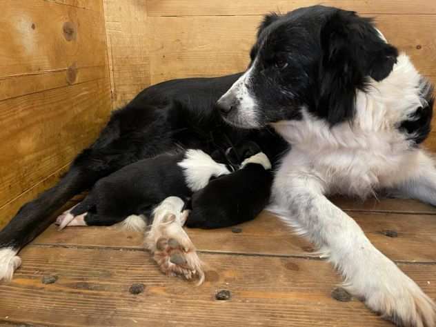 Border collie cuccioli di alta genealogia