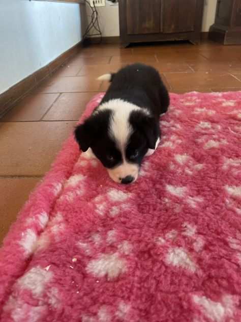 Border collie cuccioli di alta genealogia