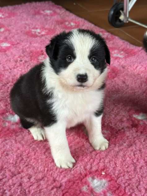 Border collie di alta genealogia