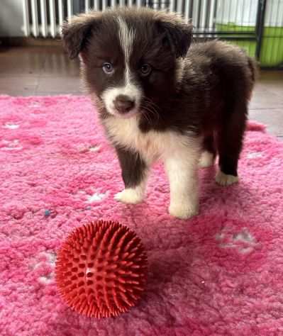 Border collie di alta genealogia