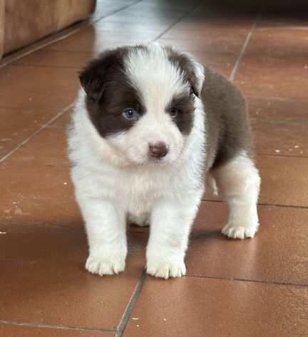 Border collie di alta genealogia