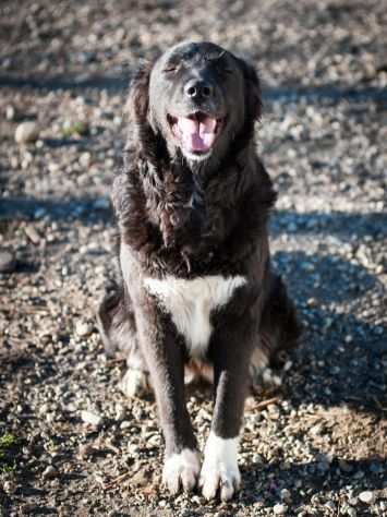 BORDER COLLIE INCR., 2 ANNI, THELMA, GETTATA PER STRADA CERCA UNA FAMIGLIA VERA