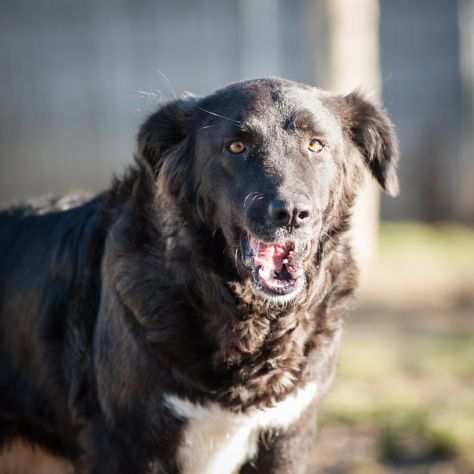 BORDER COLLIE INCR., 2 ANNI, THELMA, GETTATA PER STRADA CERCA UNA FAMIGLIA VERA