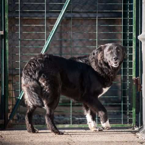 BORDER COLLIE INCR., 2 ANNI, THELMA, GETTATA PER STRADA CERCA UNA FAMIGLIA VERA