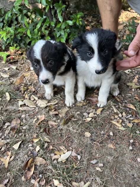 Border Collie solo maschietti)