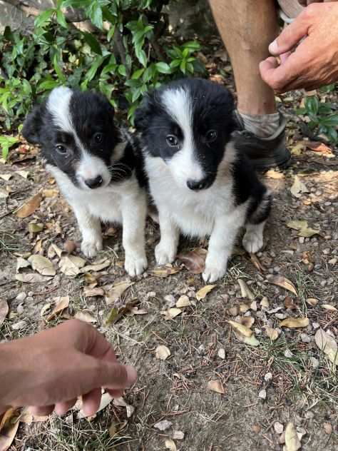 Border Collie solo maschietti)