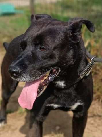 Boris pitbull di 7 anni in adozione