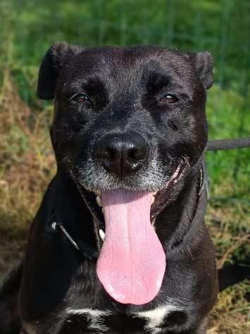 Boris pitbull di 7 anni in adozione