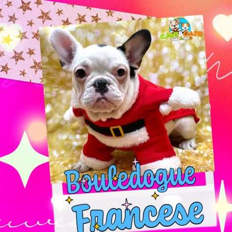 bouledogue- bulldog francese