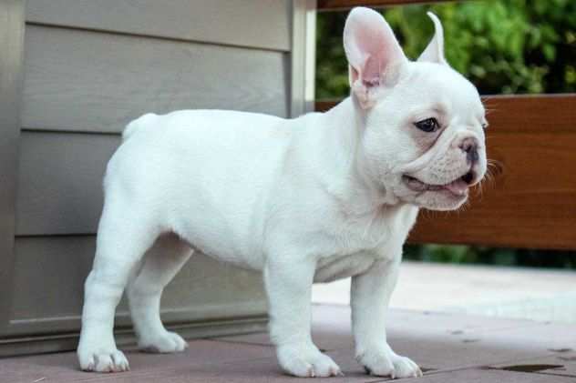 Bouledogue - Bulldog francese bianco da 80 euro al mese