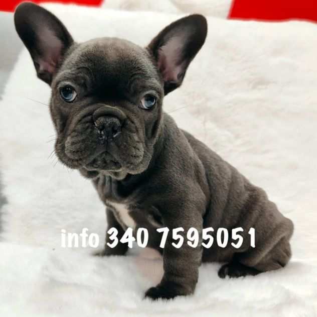 Bouledogue - Bulldog francese blu da 60 euro al mese