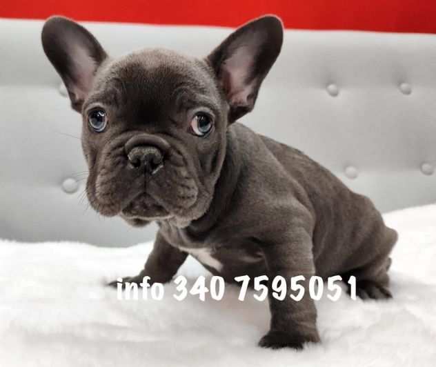 Bouledogue - Bulldog francese blu da 60 euro al mese