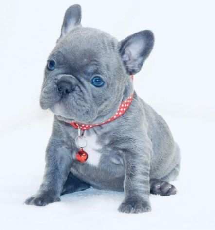 Bouledogue - Bulldog francese blu da 80 euro al mese