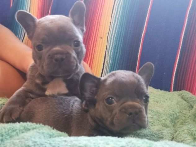 Bouledogue Bulldog francese pelo raso elungo