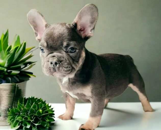 Bouledogue francese blu e tan cuccioli da 70 euro al mese