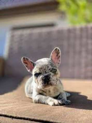 Bouledogue francese bulldog cuccioli