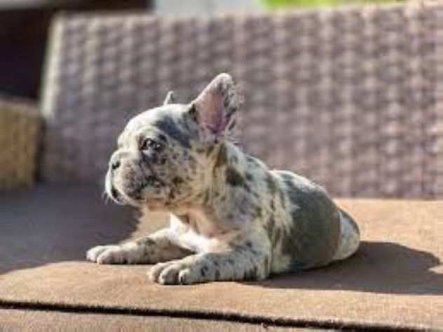 Bouledogue francese bulldog cuccioli