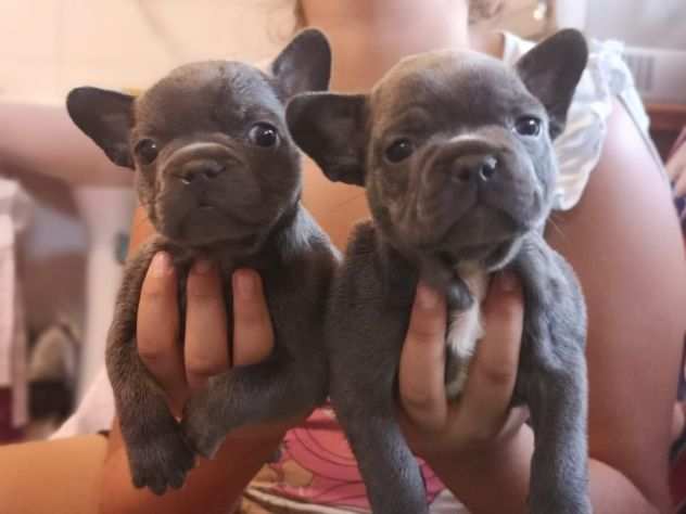 Bouledogue francese bulldog cuccioli