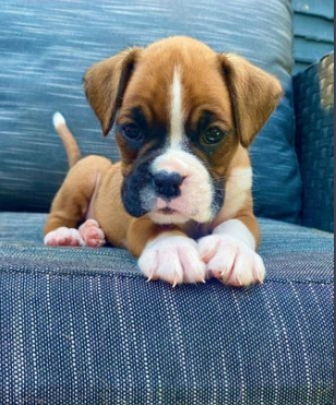 Boxer cuccioli molto sani