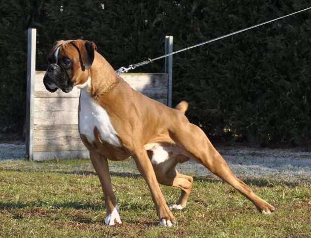 BOXER CUCCIOLI VENDO A BASSANO DEL GRAPPA