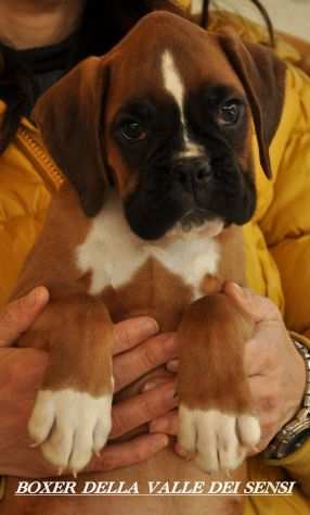 BOXER CUCCIOLI VENDO A BASSANO DEL GRAPPA