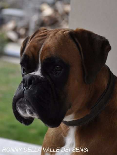 BOXER CUCCIOLI VENDO A BASSANO DEL GRAPPA