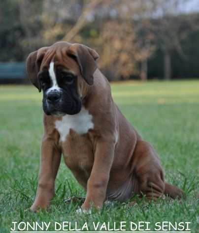 BOXER CUCCIOLI VENDO A REGGIO EMILIA E MODENA- BOXER VENDO A MODENA