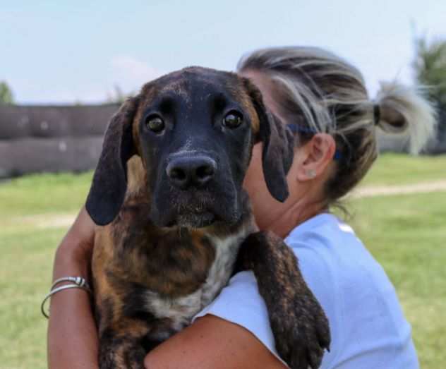 BOXER TIGRATA, SHIVA, 4 MESI ABBANDONATA IN APERTA CAMPAGNA CERCA CASA