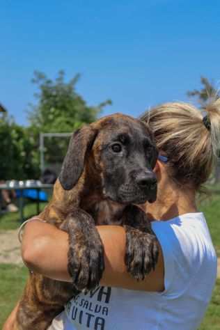 BOXER TIGRATA, SHIVA, 4 MESI ABBANDONATA IN APERTA CAMPAGNA CERCA CASA