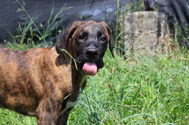 BOXER TIGRATA, SHIVA, 4 MESI ABBANDONATA IN APERTA CAMPAGNA CERCA CASA